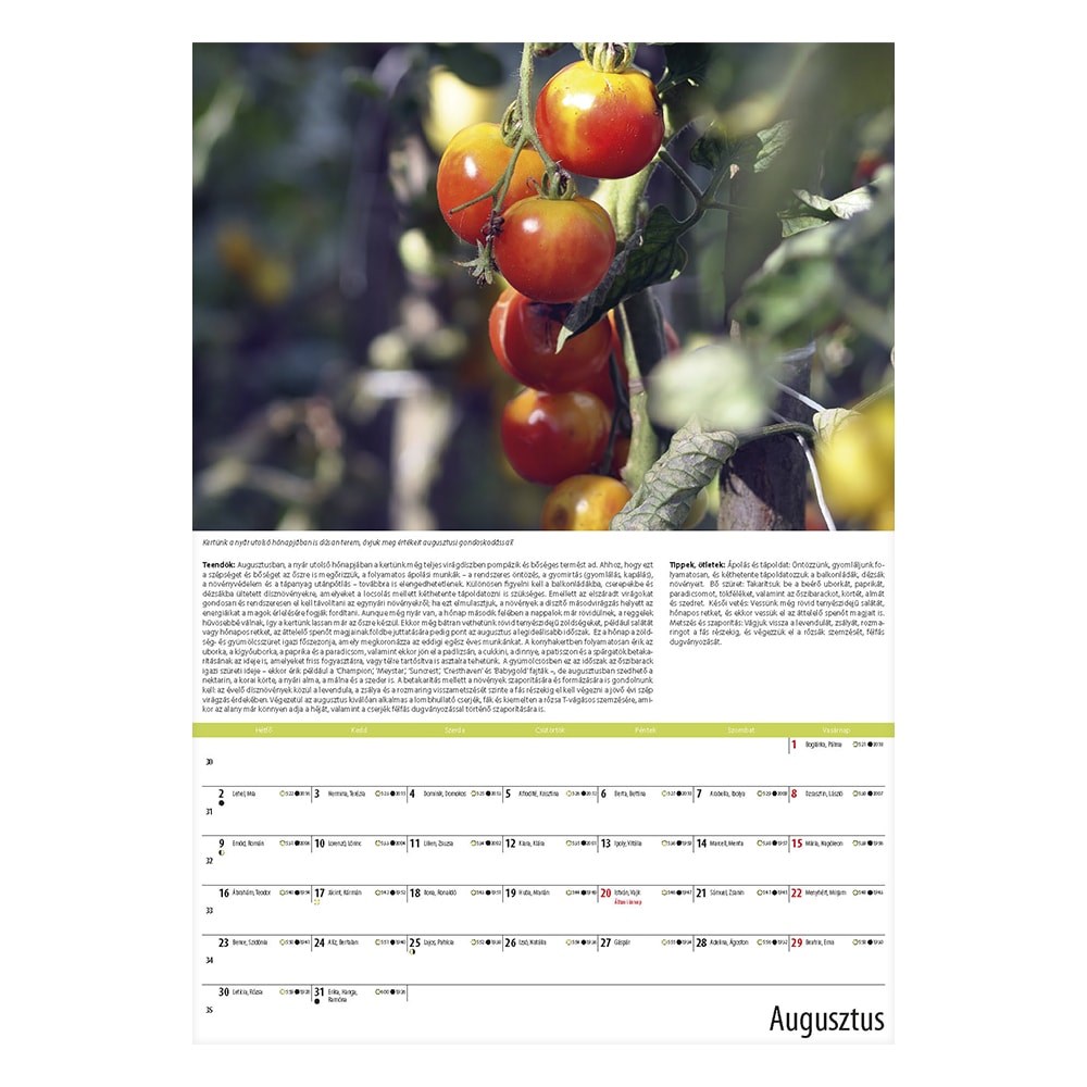 Falinaptar_REALSYSTEM_340x485mm_allo_Kerteszmester_2027-i2728507.jpg